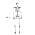 Realistic Full Body Halloween Skeleton Prop with Posable Joints